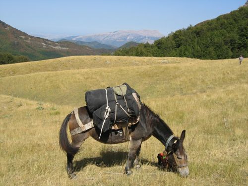 trekking con i muli-22.JPG